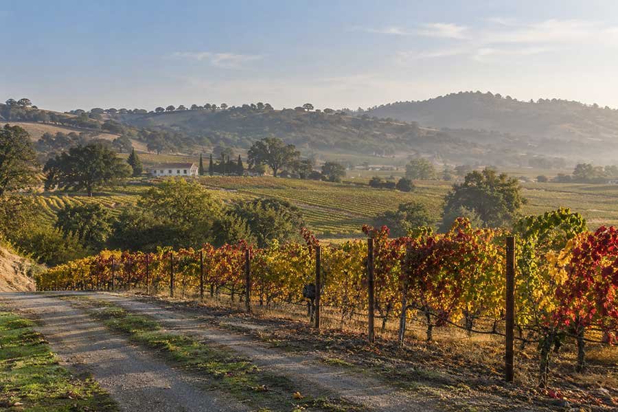 Quiet California vineyard in autumn with golden vines and soft light across the hills