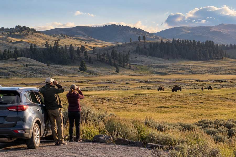 Visitors watching a herd of bison from a safe distance in the wide Lamar Valley of Yellowstone